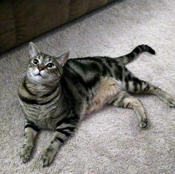 👚🌟🌻Welcome To My Closet🌻🌟👚 - Picture 6 of 6